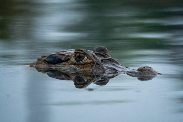 Лоджи Перу Амазония Кайман крокодил