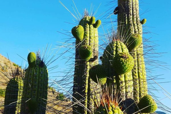 Кактус Сан-Педро церемония сан педро в перу