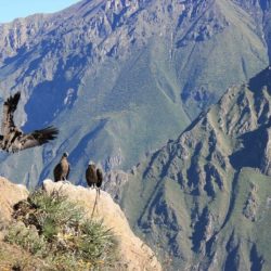 Тур в Перу на 11 дней, Каньон Колка Кондор