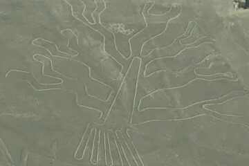Рисунок дерева в Наска