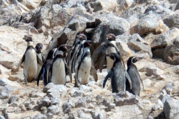Острова Бальестас Пингвины