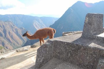 Мачу Пикчу Лама