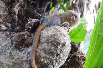 Малая обезьянка в Амазонас