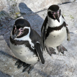 Пингвины на обложку