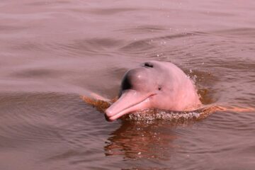 Розовый дельфин Амазонка