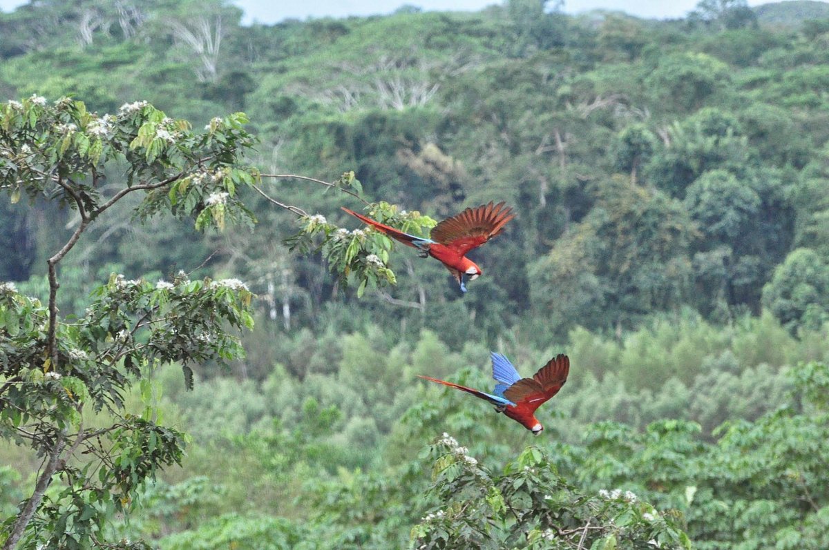 Природа и попугаи в Перу