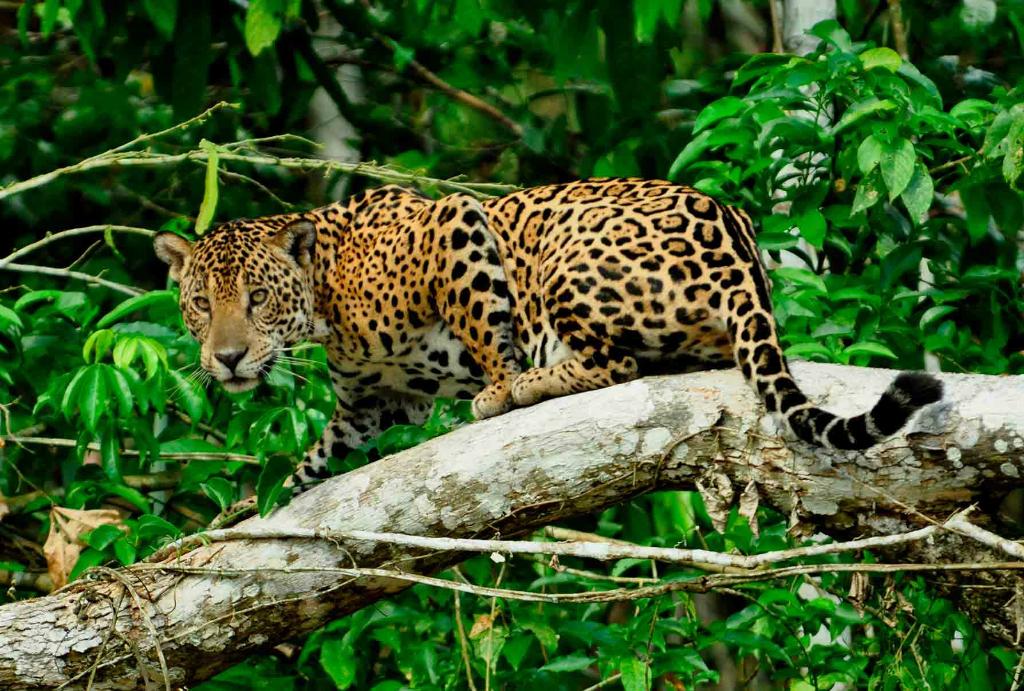 Леопард в Тамбопата