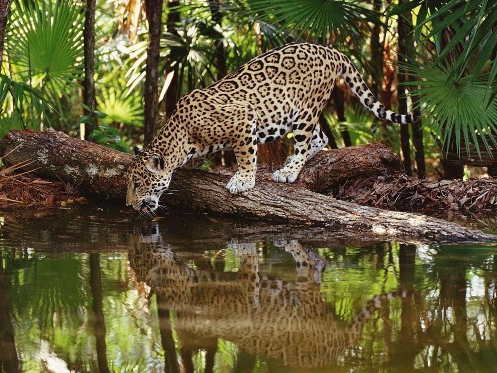 Природа и дикий ягур в Перу